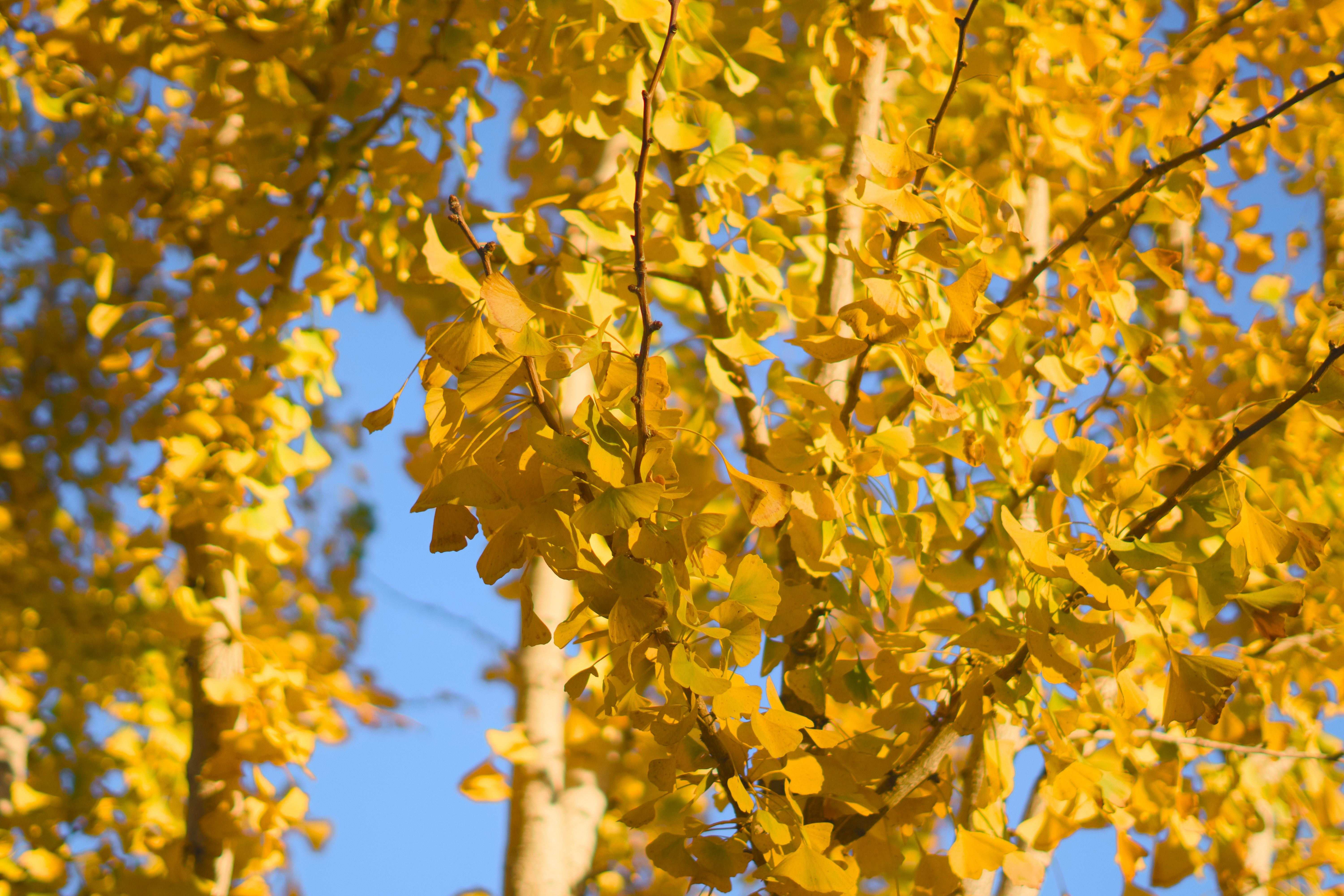 Fall - Spencer DeMera